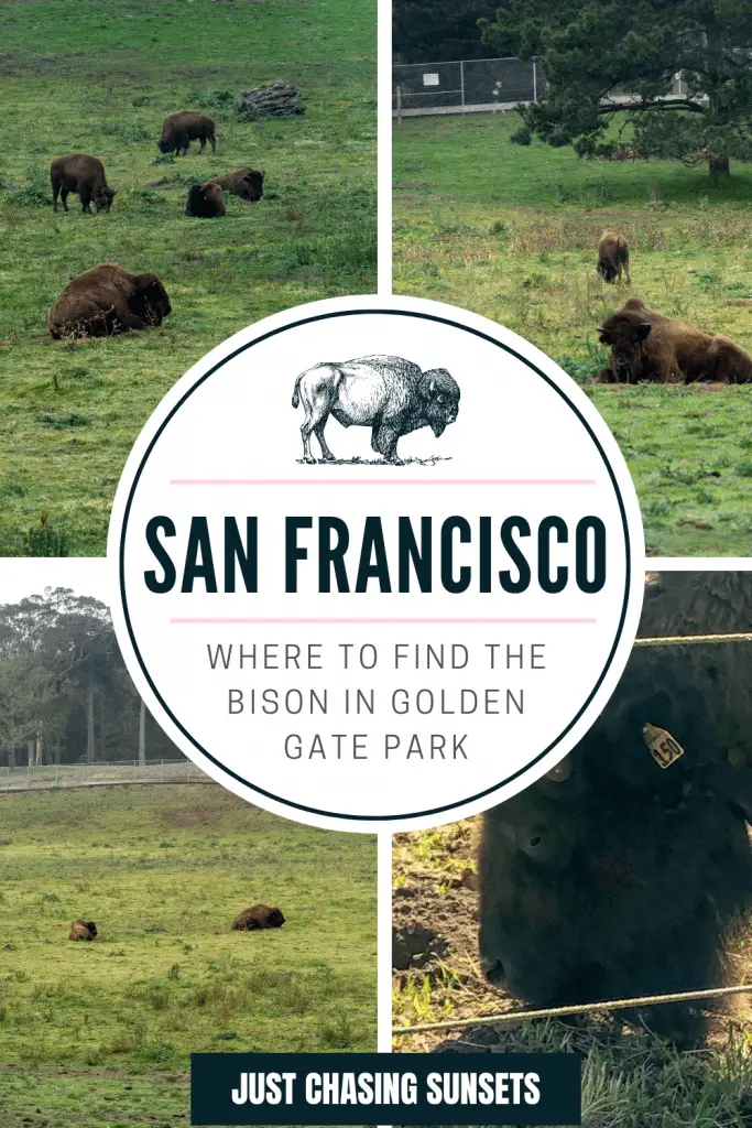 Bison in Golden Gate Park