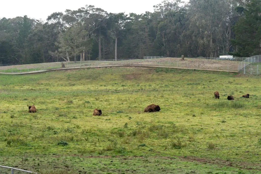 Golden Gate Park bison herd.