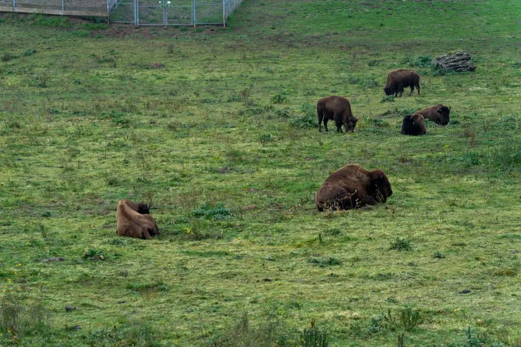 Bison herd in Golden Gate Park.