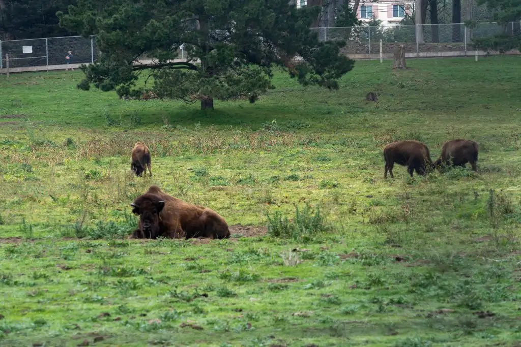 Bison herd in Golden Gate Park, San Francisco.