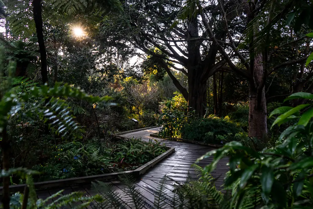 Wooden path in the Botanical Gardens, San Francisco