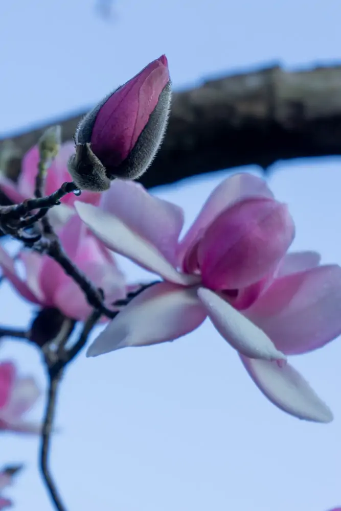 A Magnolia in bloom at the San Francisco Notanical Gardens