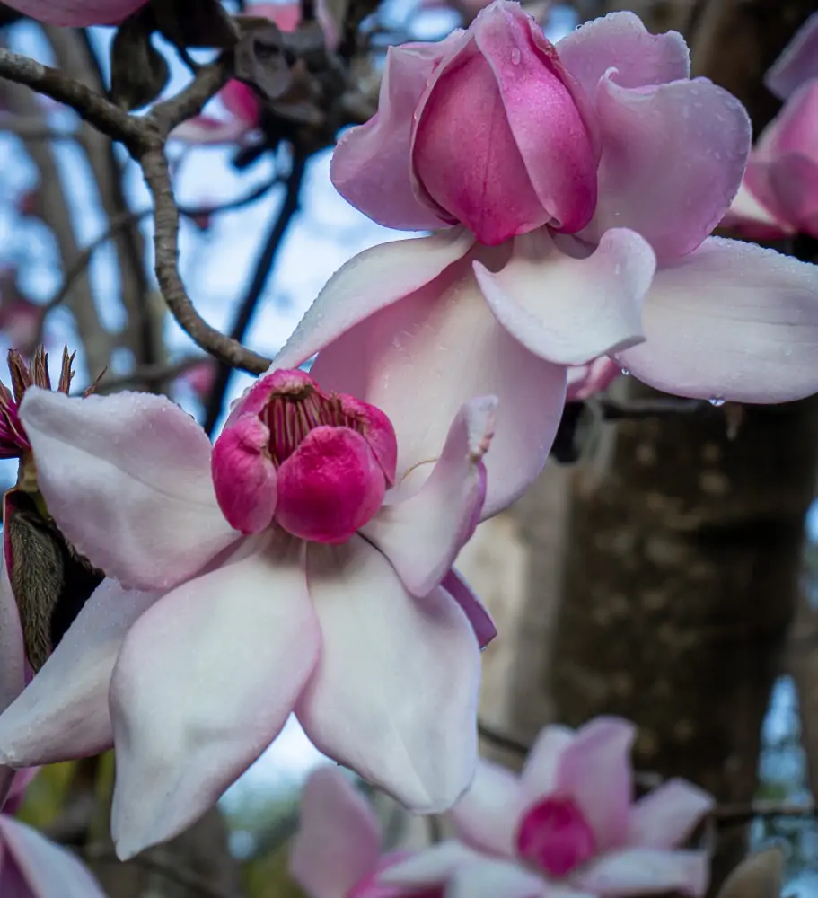 Magnolias Botanical Gardens San Francisco