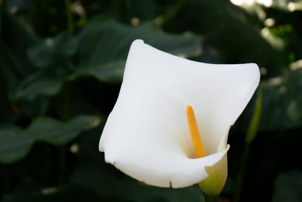 Cala lily Botanical Gardens Golden Gate Park