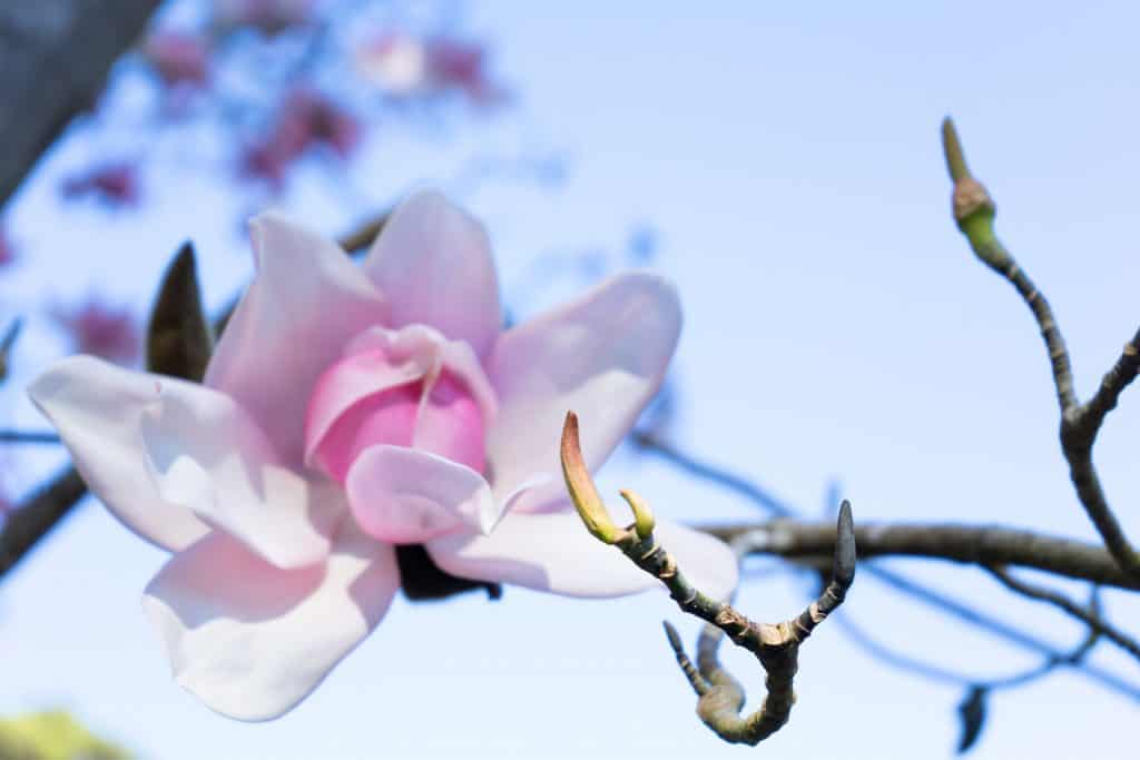 Cherry Blossom Festival in Japantown SF Blooming magnolia flower in the Botanical Gardens in Golden Gate Park in San Francisco, CA.