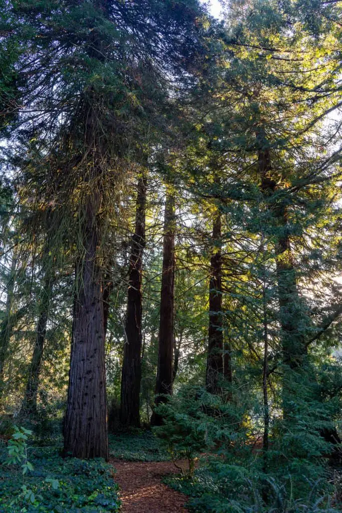 Redwood Grove Botanical Gardens Golden Gate Park