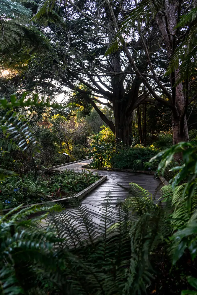 Wooden walkway through lush greenery in the San Francisco Botanical Gardens