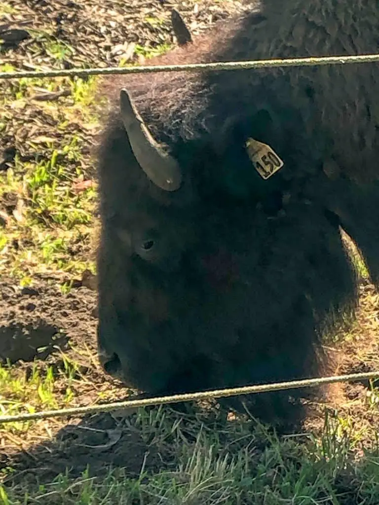 Bison in Golden Gate Park