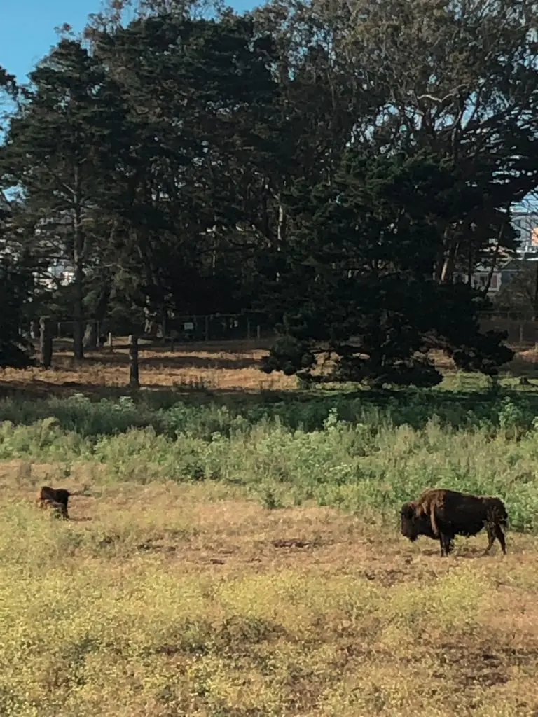Bison standing in the field in Golden Gate Park San Francisco.