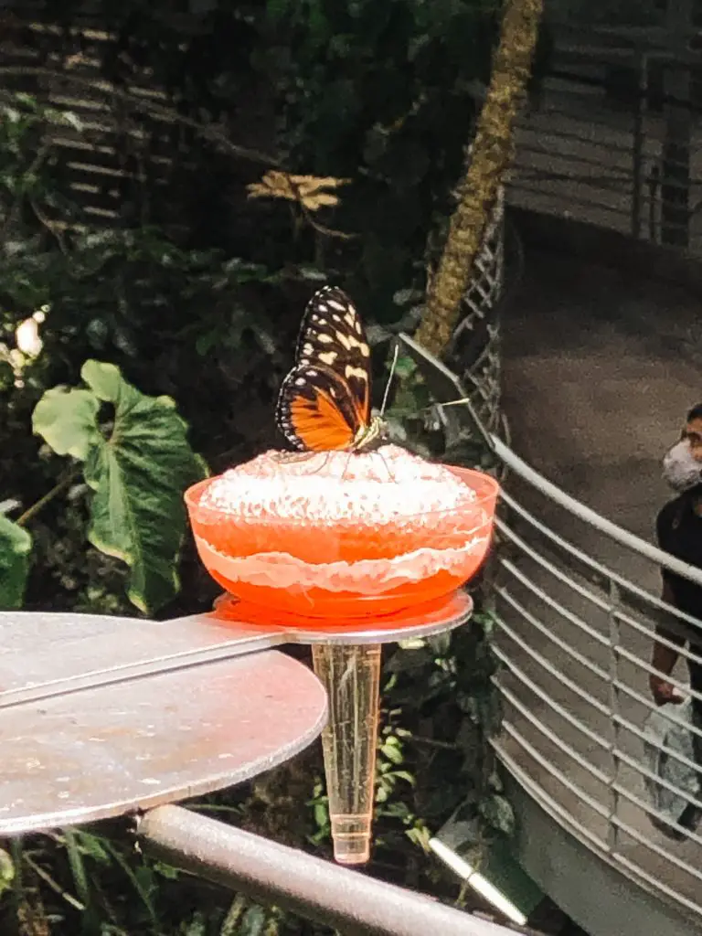 Butterfly in the California Academy of Sciences in San Francisco, CA.