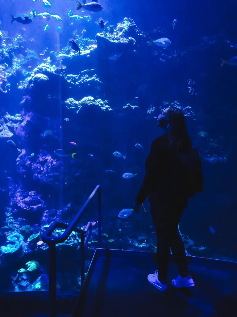 Looking at the aquarium at the California Academy of Sciences in Golden Gate Park, San Francisco, CA.