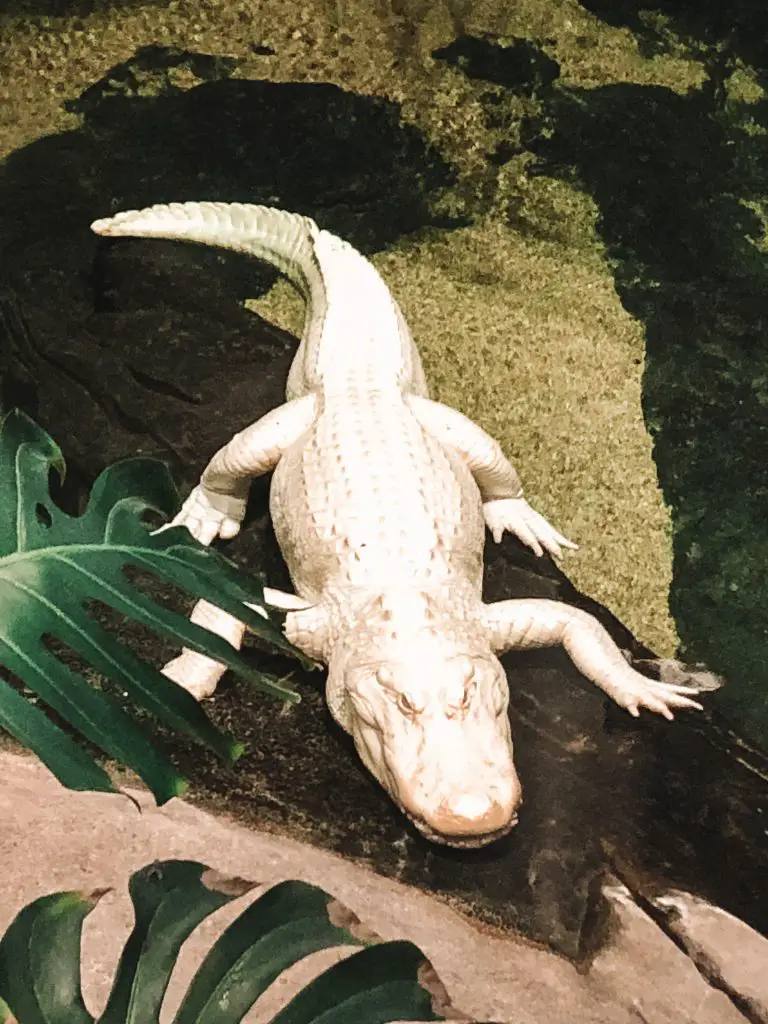 Albino alligator at the California Academy of Sciences in Golden Gate Park, San Francisco, CA.