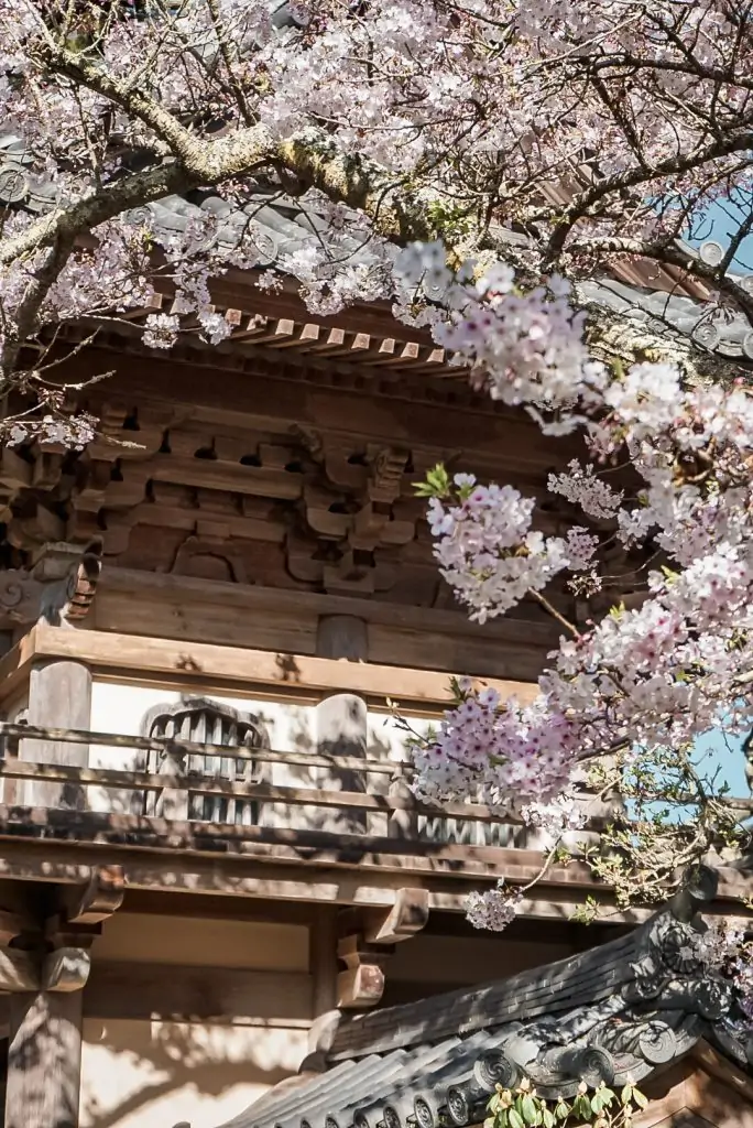 Cherry Blossoms Japanese Tea Garden, San Francisco