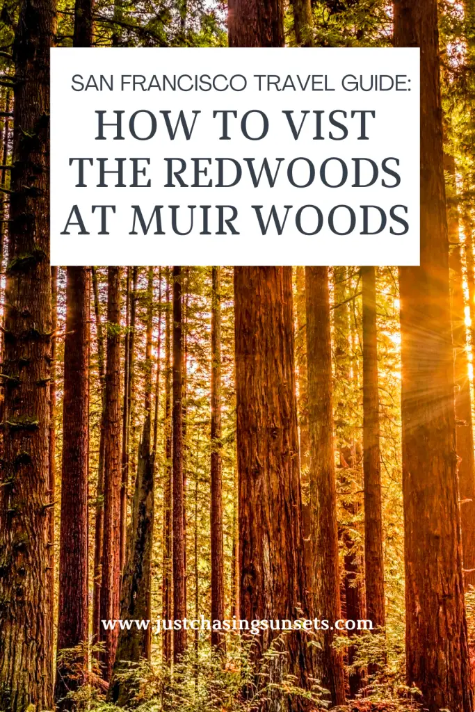 San Francisco Travel Guide: The Best Day Trip to Muir Woods from San Francisco