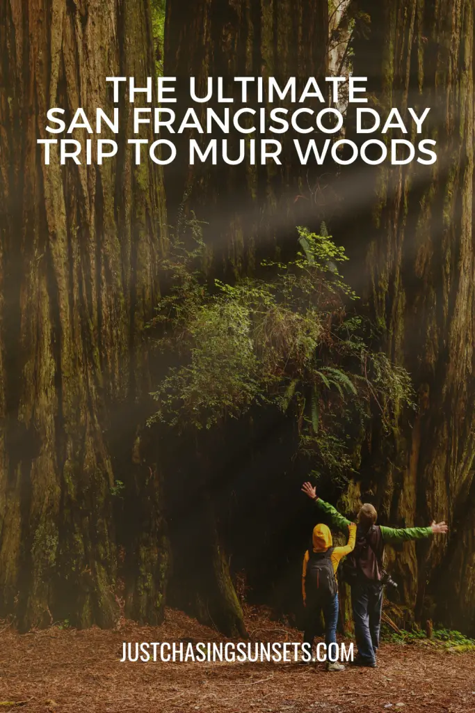 San Francisco Itinerary: How to Visit Muir Woods from San Francisco