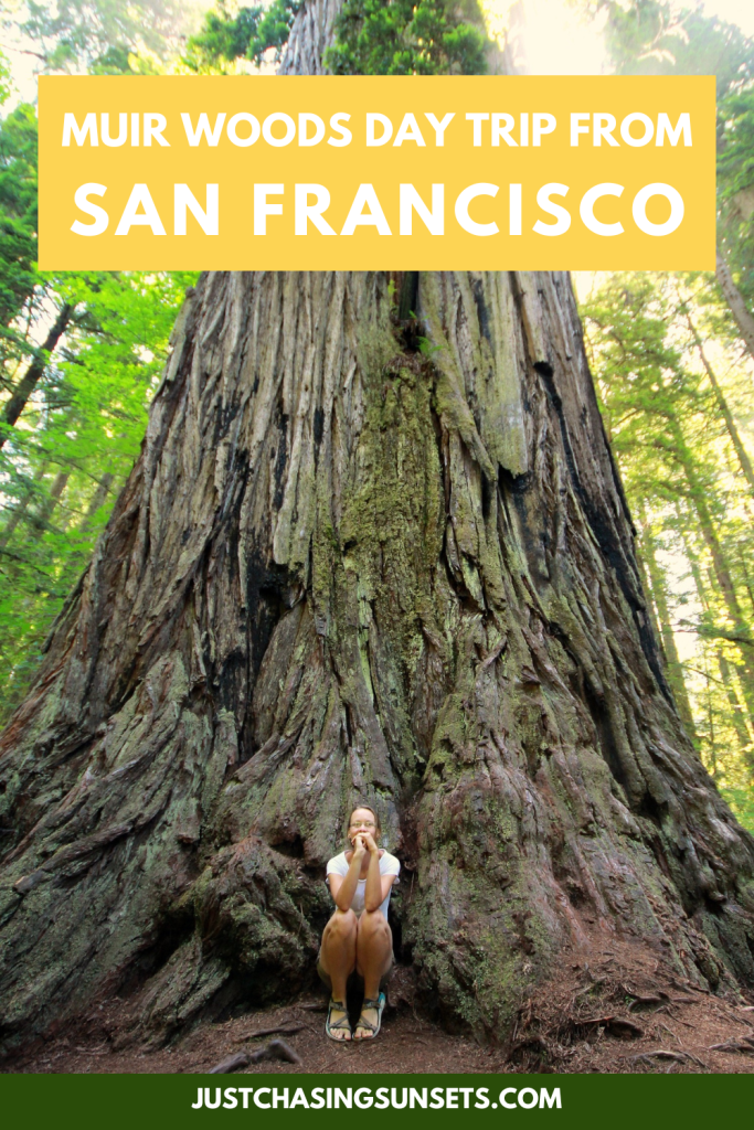 San Francisco Bucket List: Tips for Visiting Muir Woods
