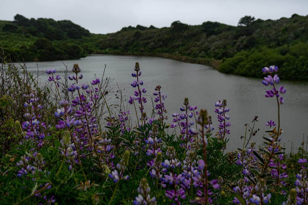 purple flowers and lake on the coast trail to Alamere Falls