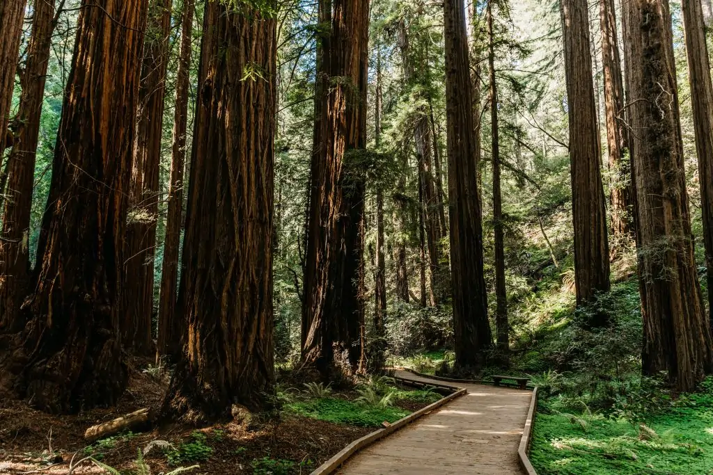 walking path at the base of Redwood Grove