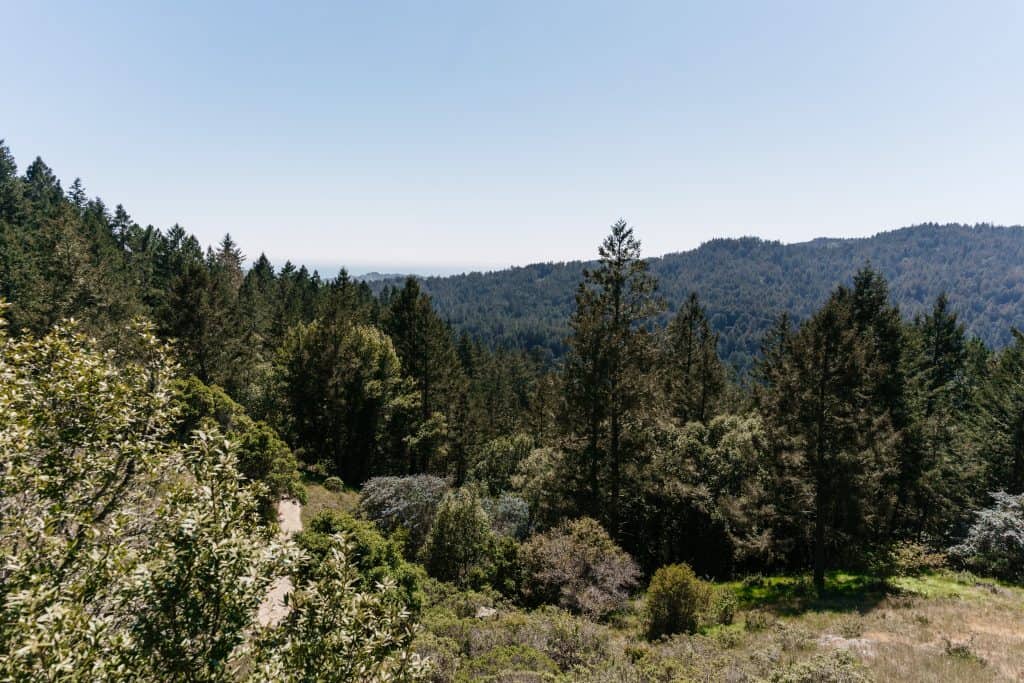 View above the Redwood Forest