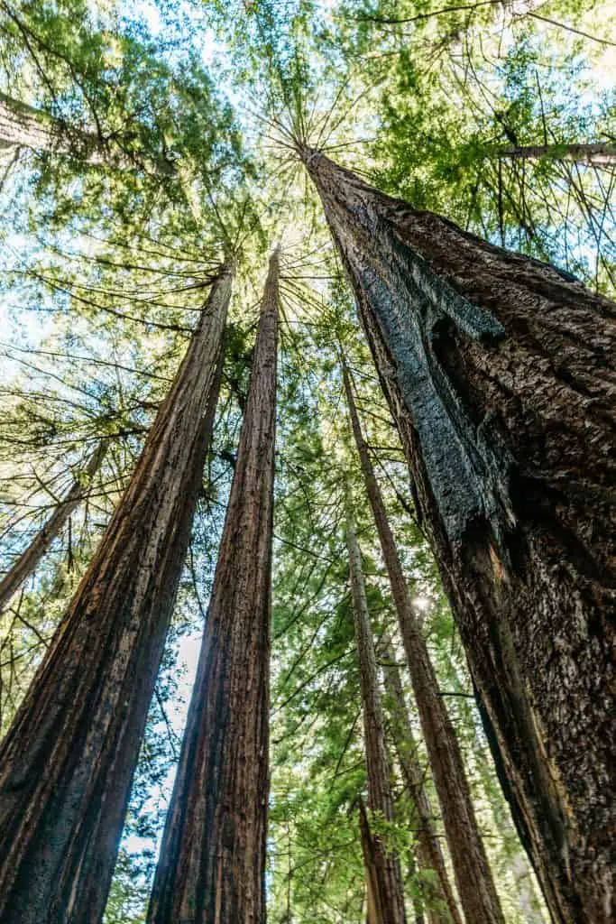 looking up at tall Redwood tress in Muir Woods