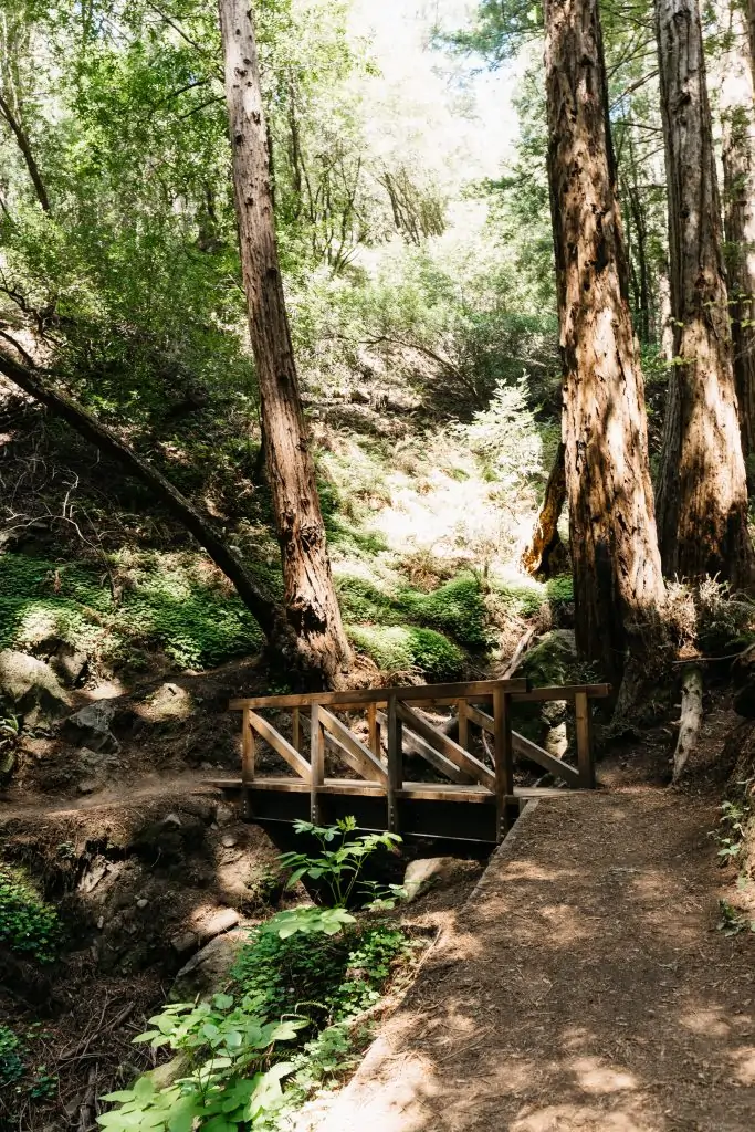 Bridge over a creek in Muir Woods Redwood forest