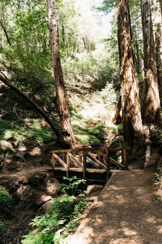 Bridge over a creek in Muir Woods Redwood forest