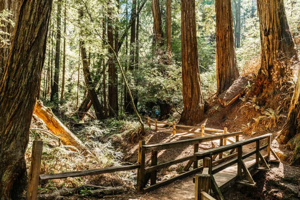 Small bridge over a creek in the Redwoods