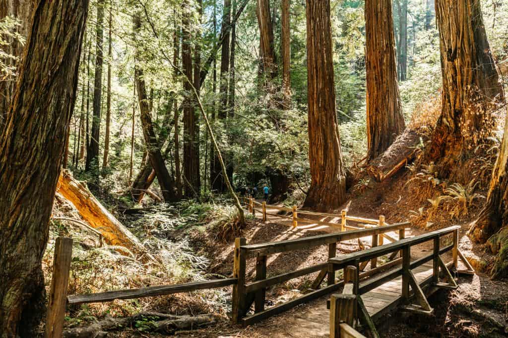 Small bridge over a creek in the Redwoods 