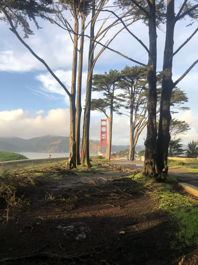 Golden Gate Bridge seen between trees from the Golden Gate Overlook in San Francisco, CA