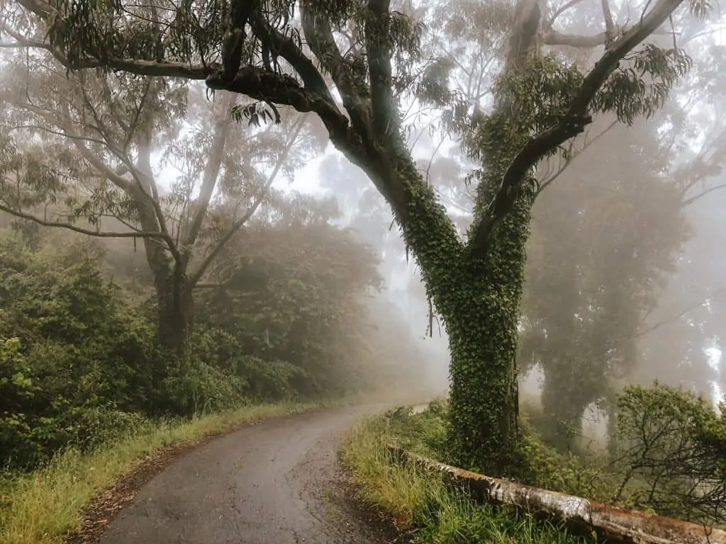 foggy day with green trees on Sweeney Ridge Trail in Pacifica, California