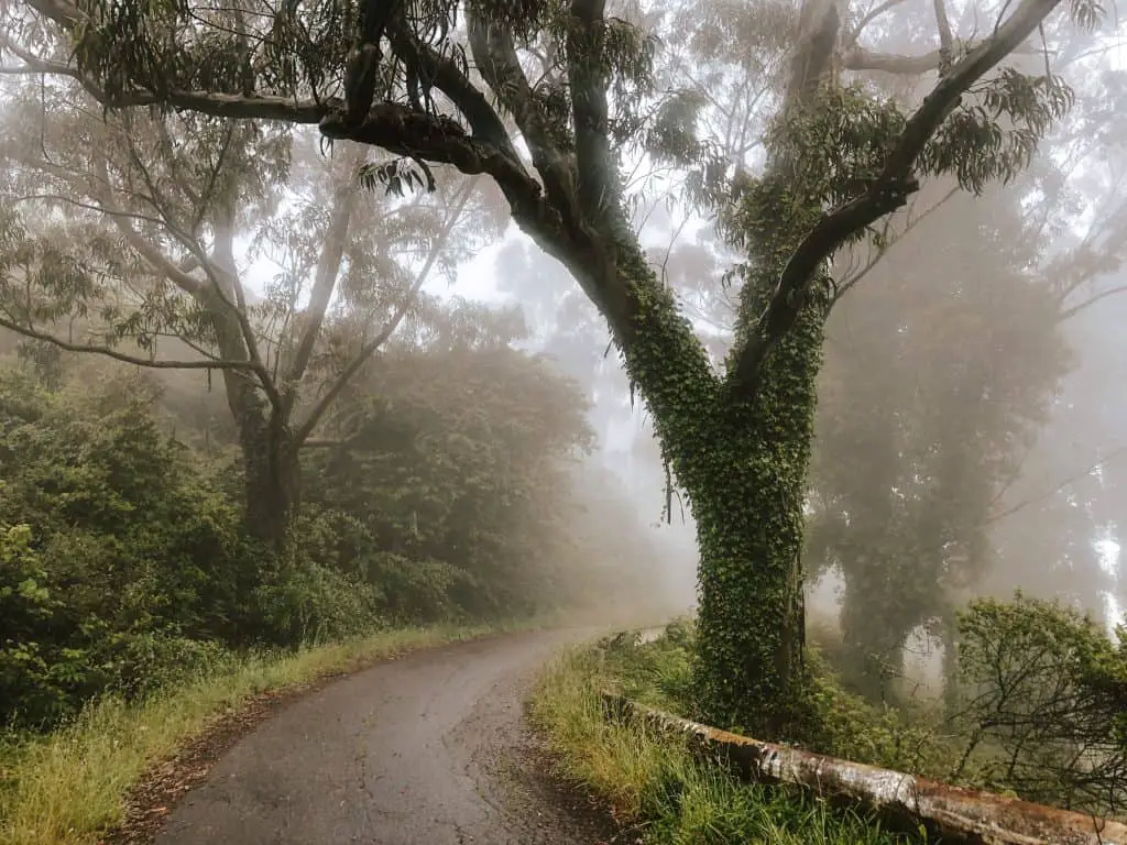 Sweeney Ridge hiking trail in Pacifica, CA