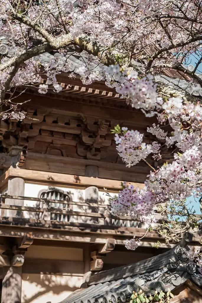 Cherry Blossoms blooming at the Japanese Tea Garden in San Francisco, CA