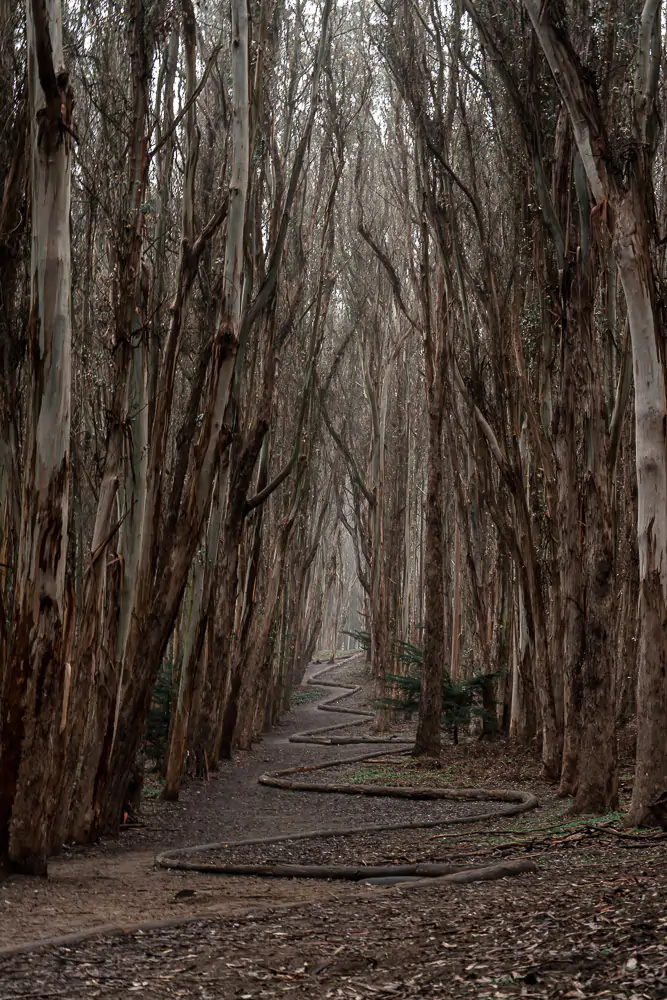 One of San Francisco's Instagram spots is Lover's Lane in the Presidio