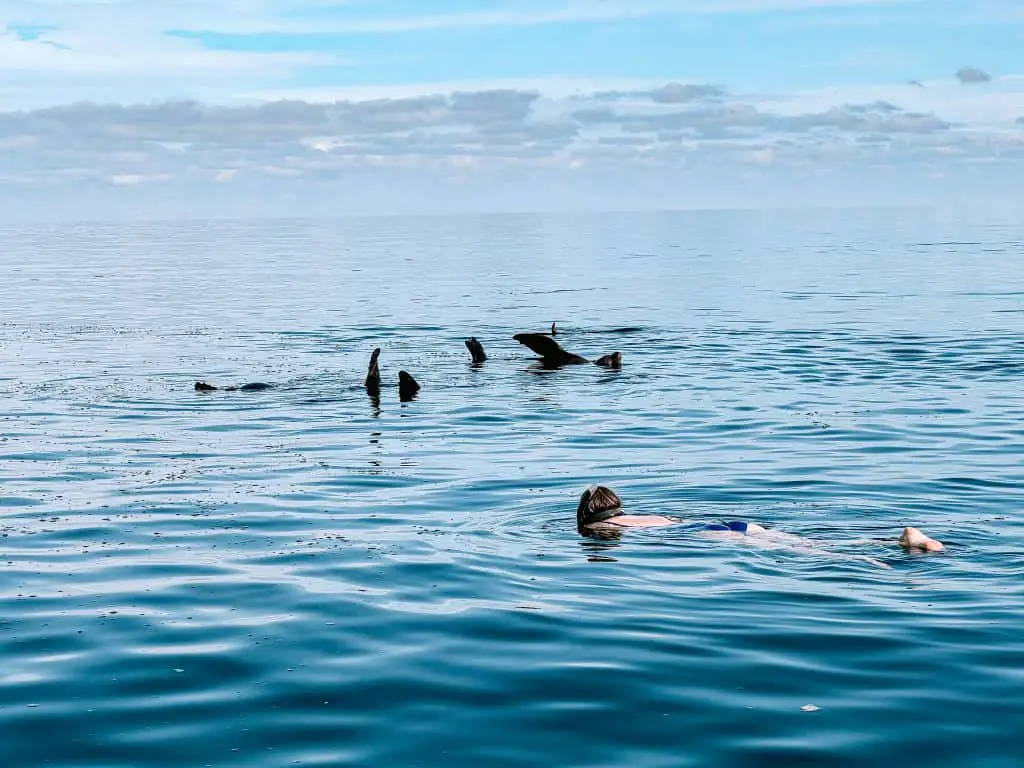 snorkeling with sea lions at Isla Coronado in Loreto, Mexico