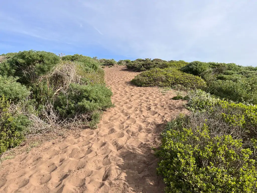 Sandy uphill climb in the unmaintained portion of the Tomales Point hike in Point Reyes National Seashore.