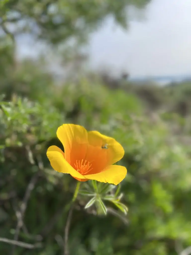 California poppy blooming on the Tomales Point trail in Point Reyes, California