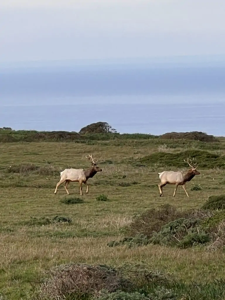 Tule Elk roaming the green grass of the Point Reyes Tule elk reserve near the Tomales Point trailhead.