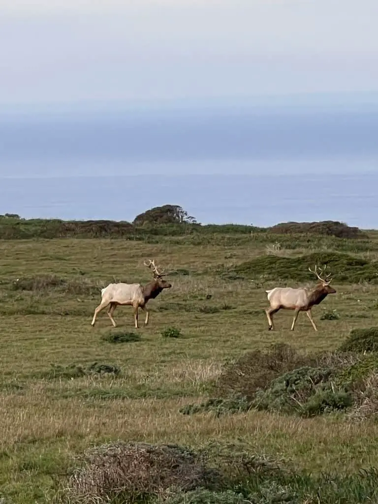 Tule Elk roaming the green grass of the Point Reyes Tule elk reserve near the Tomales Point trailhead.