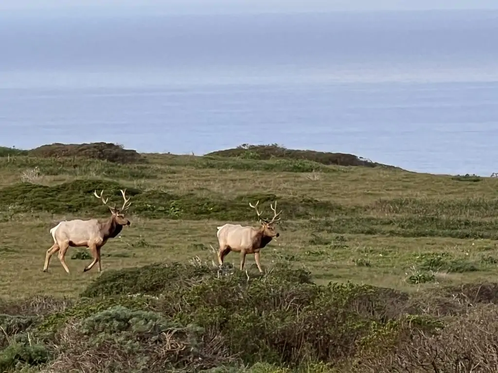 Tule Elk on Tomales Point Trail in Point Reyes National Seashore.