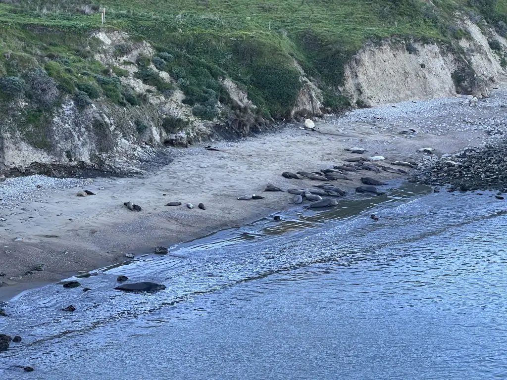 Elephant seals seen from Elephant Seal overlook in Point Reyes National Seashore