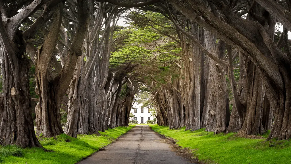 Point Reyes Cypress tunnel