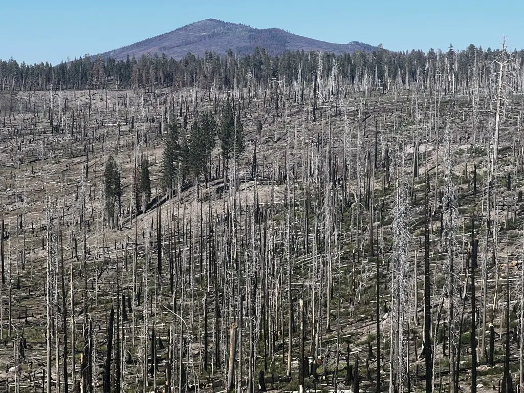 Burned trees from the Dixie Fire in Lassen National Park