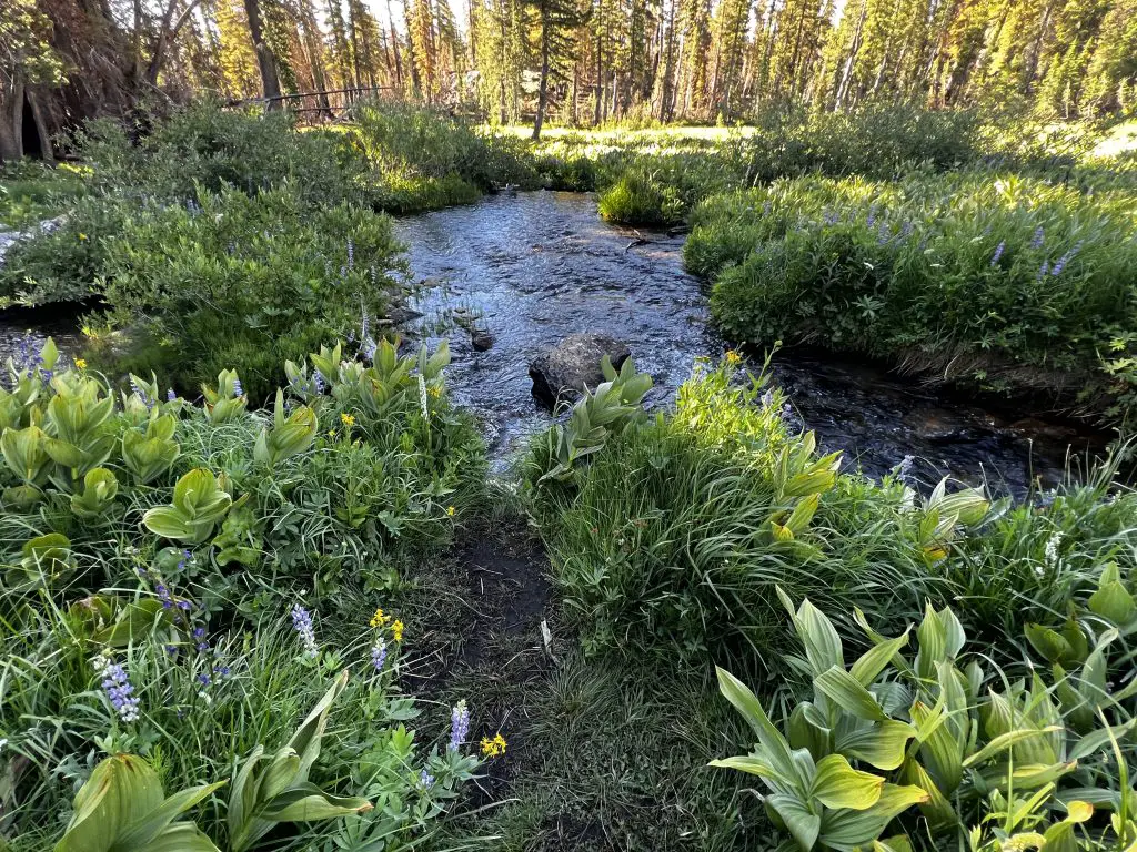 Kings Creek running through a meadow with wildflowers in Lassen National Park.