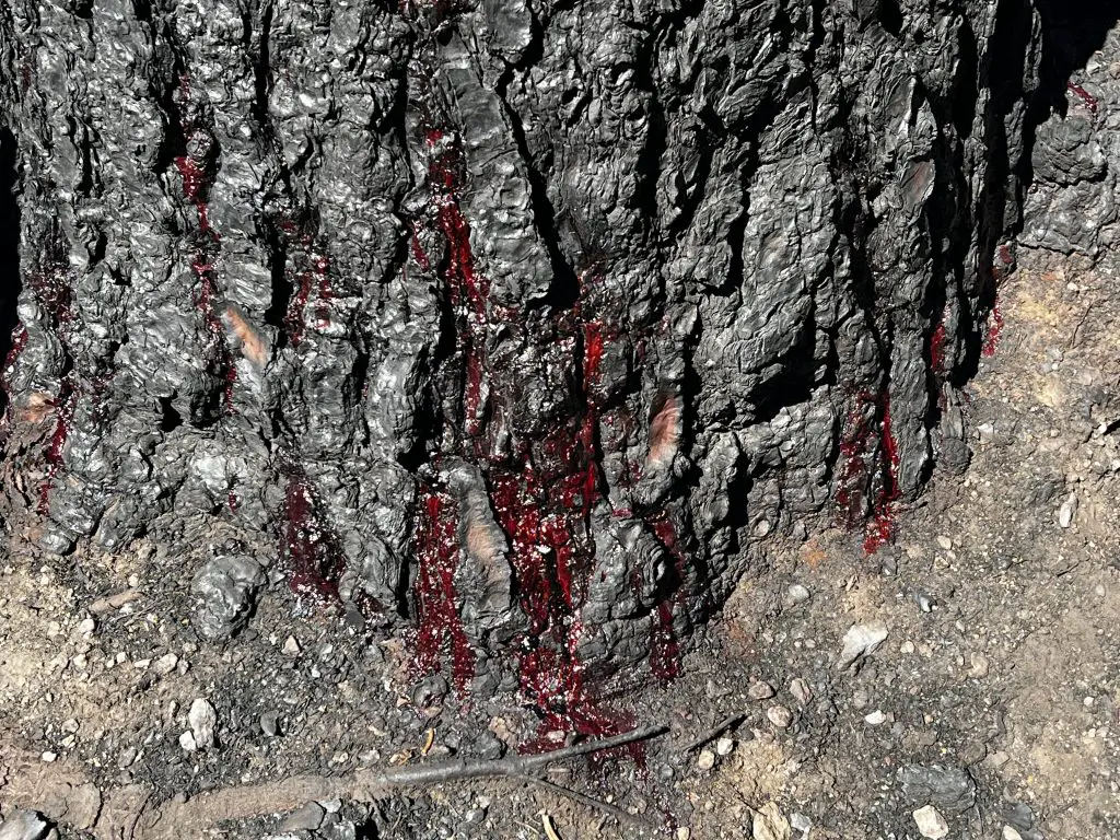 Red sap coming out of a burned pine tree in Lassen National Park