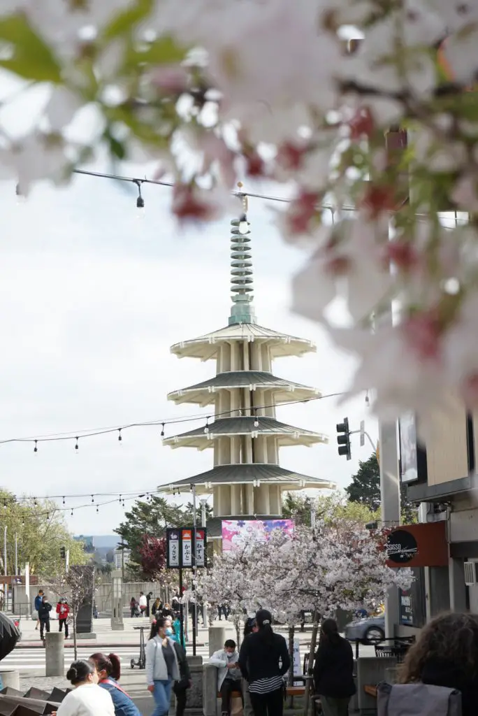 Peace Pagoda and Cherry Blossoms in Japantown San Francisco