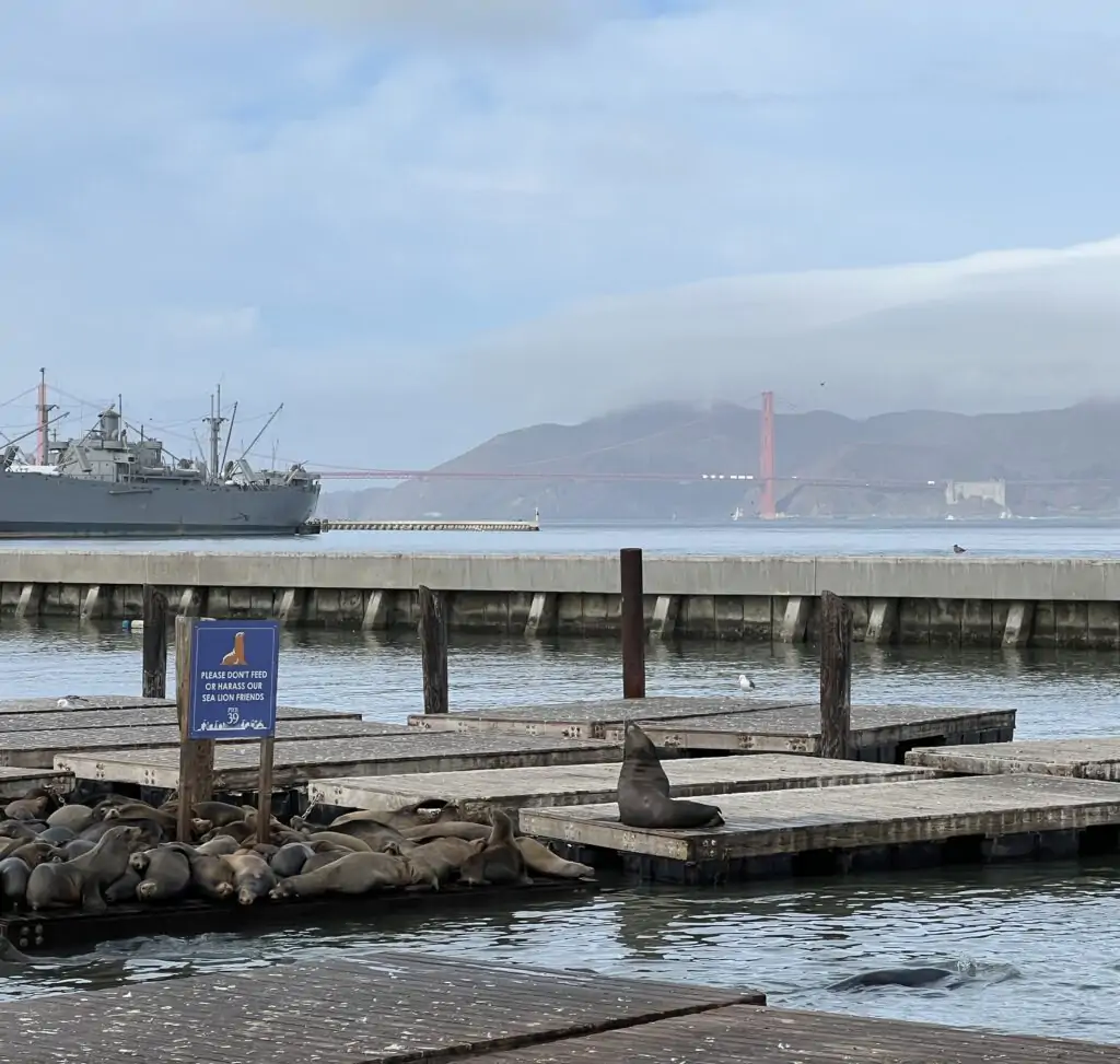 seeing the sea lion is one of the things to do in Fisherman's Wharf