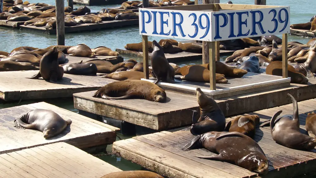 Sea Lions at Pier 39 at Fisherman`s Wharf, San Francisco, USA