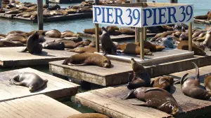 things to do in Fisherman's Wharf San Francisco