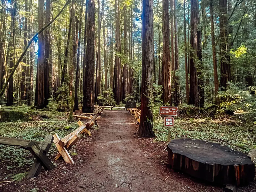 Pioneer Trail in Armstrong Redwoods State Park.