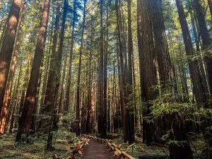 Armstrong Redwoods Hikes.